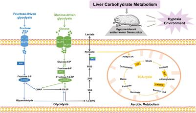 Gut Microbiome Alterations and Hepatic Metabolic Flexibility in the Gansu Zokor, Eospalax cansus: Adaptation to Hypoxic Niches